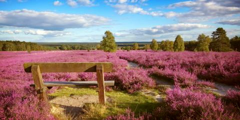Titelbild für Lüneburger Heide zur Blütezeit